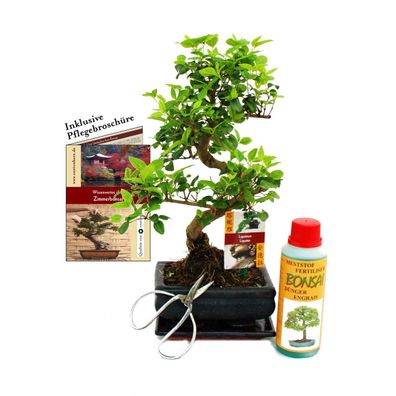 Geschenkset Bonsai "Ligustrum" - Chinesischer Liguster - ca. 6 Jahre alt - Anfänge