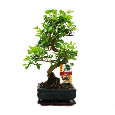 Bonsai Chinesischer Liguster - Ligustrum sinensis - ca. 6 Jahre