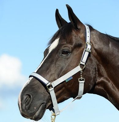 Foal Halter Dublin Silver/Navy