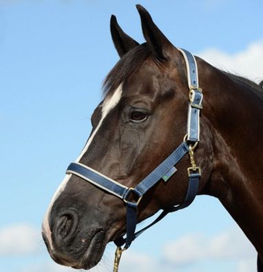 Halter Dublin Pony Navy/Silver