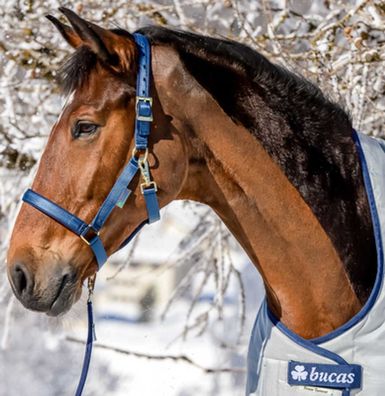 Halter Dublin Cob Navy/Navy