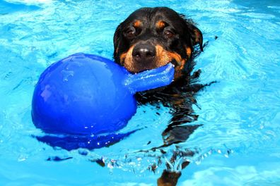 Jolly Ball Spielball für Hunde, 10 cm Durchmesser