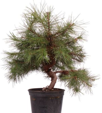 Bonsai - Pinus halepensis, Aleppo Kiefer 223/14