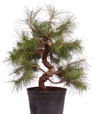 Bonsai - Pinus halepensis, Aleppo Kiefer 223/15