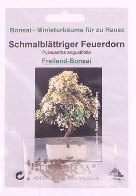 Bonsai - 25 Samen Schmalblättriger Feuerdorn - Pyracantha angustifolia 90120