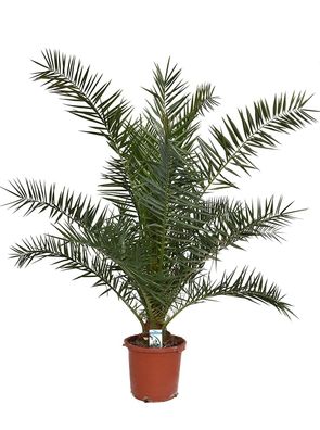 Kanarische Dattelpalme - Phoenix canariensis - Phönixpalme - verschiedene Größen