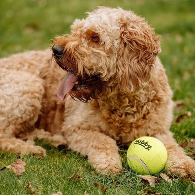 Nobby Tennisball - gelb - Apportierspiel Ball für Hund mit und ohne Quietschie