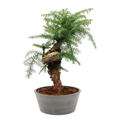 Zimmerbonsai - Araucaria cunninghamii - Zimmertanne - Neuguinea-Araukari