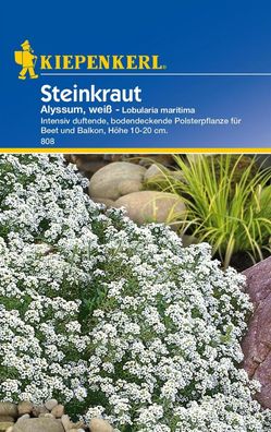 Steinkraut Alyssum, weiß