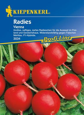 Radies / Radieschen Vienna, F1