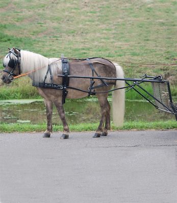 Einspänner Geschirr Economic, Pony und Shetty - Farbe: schwarz Größe: SH