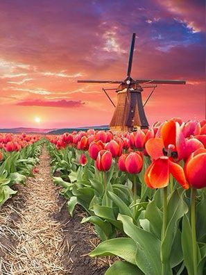 Tulpenfeld mit Windmühle