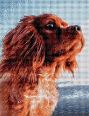 Putziger Hundeblick