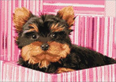 Yorkshire Terrier in pinker Box