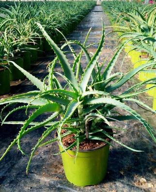 Aloe Arborescens Baum Aloe - Heilpflanze Sukkulente Zimmerpflanze Grünpflanze