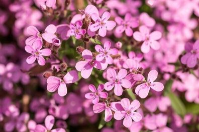 Polster - Seifenkraut - Saponaria ocymoides 25+ Samen mehrjährige Pflanze E 381