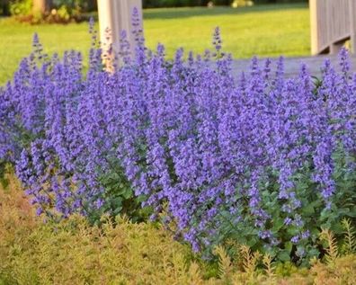 BLAUE Katzenminze - Nepeta x faasseenii 10+ Samen mehrjährige Duftpflanze F 261
