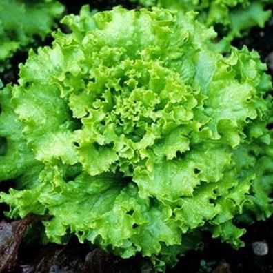 Thailändische SALATE GRAND RAPIDS 200+ Samen - HITZE Tolerant Lettuce L 235