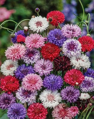 Kornblume POLKA DOT 25+ Samen - Centaurea cyanus - Cornflower Ed 099