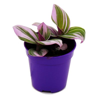 Mini-Pflanze Dreimasterblume Tradescantia "Nanouk" pflegeleichte hängende Zimmerpf