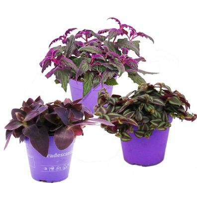 Zimmerpflanzen-Trio Purple Leaves Set mit 3 verschiedene Pflanzen mit lila Blätter