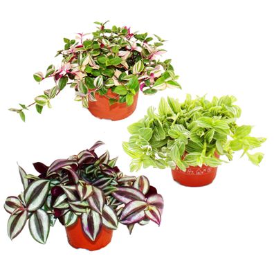 Zimmerpflanzen-Trio Dreimasterblume Set mit 3 verschiedenen Tradescantia-Arten