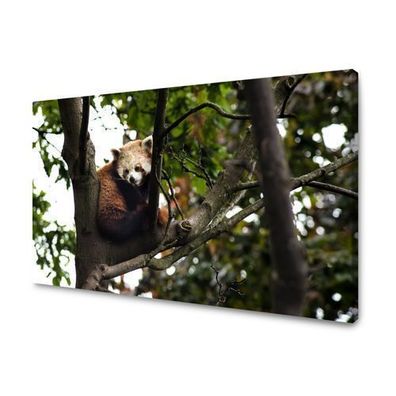 CANVAS Leinwandbilder XXL Wandbilder Kunstdruck Tiere - Roter Panda