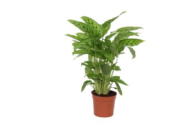 Calathea Leopardina - Ø12cm - 25-35cm - Zimmerpflanze - Immergrün