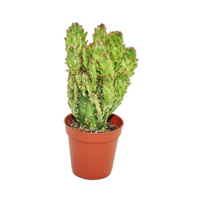 Opuntia monacantha variegata - mittelgrosse Pflanze im 8,5cm Top