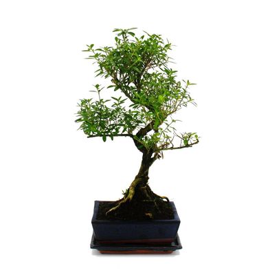 Bonsai - Serissa - Junischnee - Baum der 1000 Sterne - ca. 6 Jahre