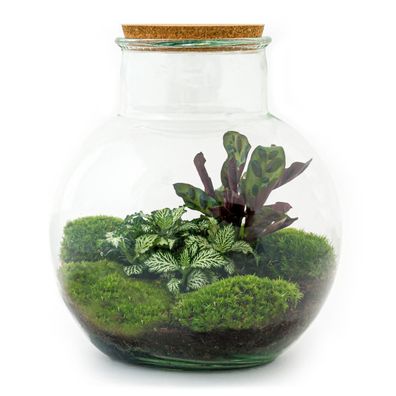 Flaschengarten "Teddy" - DIY-Pflanzen-Terrarium - 27cm hoch