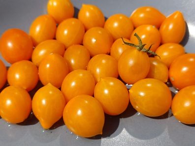 Clementine 10+ Tomatensamen - süß, ertragreich - Massenträger - Tomaten Samen