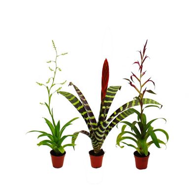 Mini-Bromelien-Trio - Set mit 3 Pflanzen mit aussergewöhnlichen Blütenständen