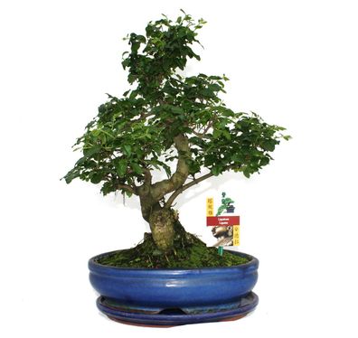 Bonsai Chinesischer Liguster - Ligustrum sinensis - ca. 10 Jahre