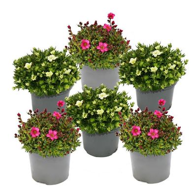 Moos-Steinbrech Pflanze - Saxifraga arendsii - rot und weiss blühend - 12cm - Set