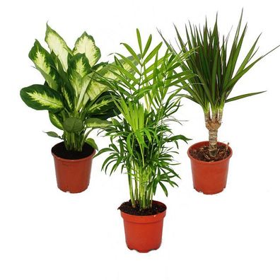 Zimmerpflanzen-Mix II 3er Set, 1x Dieffenbachia, 1x Chamaedorea (Bergpalme) 1x