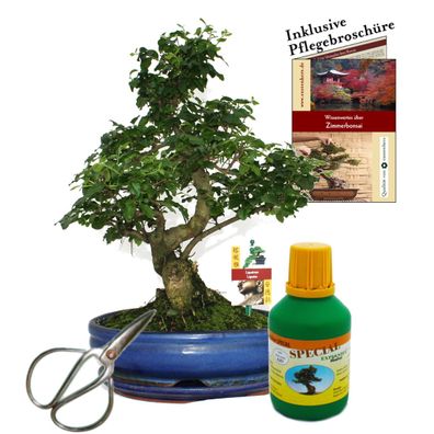 Bonsai Chin. Liguster Ligustrum ca. 10 Jahre 25cm Schale Geschenk-Set mit Schere