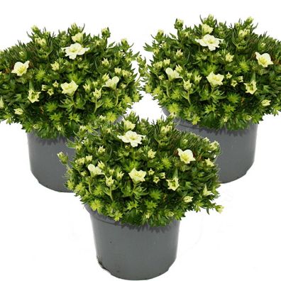 Moos-Steinbrech Pflanze - Saxifraga arendsii - weiss-blühend - 12cm - Set mit 3