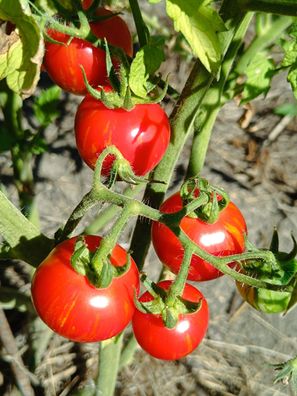 Strawberry Tiger Tomatensamen - mit dezenten Streifen Balkontomate Tomaten Samen