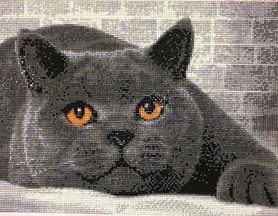 Britisch Kurzhaar Katze