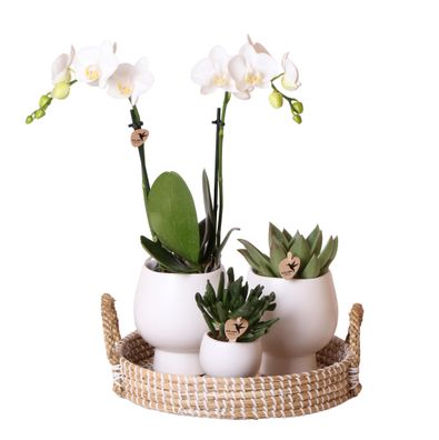 Komplettes Pflanzenset Scandic weiß Grünes Pflanzenset mit weißer Phalaenopsis