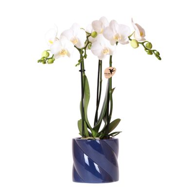 Kolibri Orchids weiße Amabilis-Orchidee + Candy-Übertopf blau - Topfgröße 9cm