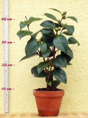 Kamelie "Lasca Beauty" - C. reticulata x Camellia japonica - 3-jährige Pflanze (205)