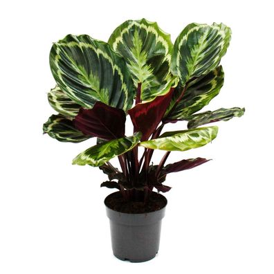 Schattenpflanze mit ausgefallenem Blattmuster - Calathea Medaillon - 14cm Topf