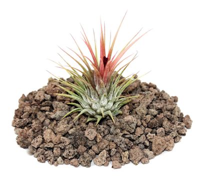 Tillandsia ionantha ionantha - lose Pflanze