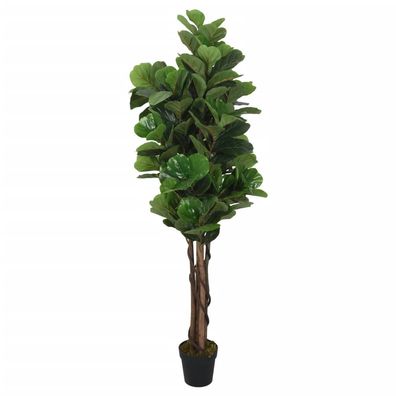 Mega-Shop XL | Feigenbaum | Ficus carica | Ficusbaum | Geigenfeige | Dekopflanze