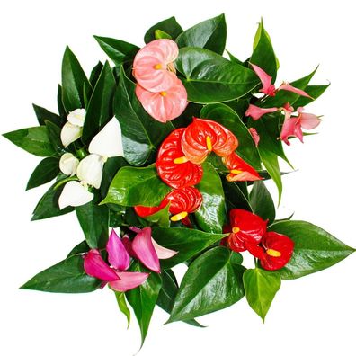 Kleine Flamingoblume - Anthurium andreanum - Baby-Anthurie - Mini-Pflanze - 7cm Topf