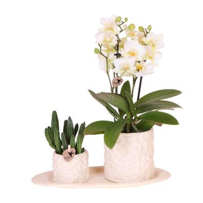 Pflanzenset Star Fish small | Weiße Phalaenopsis Orchidee Lausanne und Sukkulente