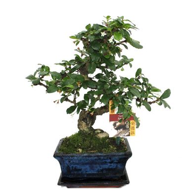 Bonsai Fukientee - Carmona microphylla - ca. 6 Jahre