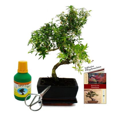 Bonsai - Serissa foetida - Junischnee - ca. 8 Jahre - Geschenkset mit Dünger und